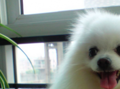 【图】零基础如何看动漫学日语