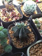 鲜花扮家清新无限