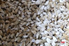 北京毛猴的人情百态：这次归来的是中药“大圣”