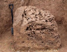 绍兴挖出巨型黄翅大白蚁巢 直径1.8m将制作标本