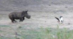 实拍南非犀牛宝宝追赶鸟群可爱一幕（组图）