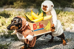 呆萌可爱暖化人心 全世界有最多衣服的狗狗亮相（图）