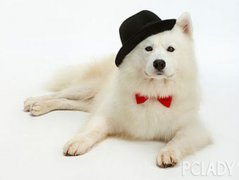 狗狗足部的护理和美容方法