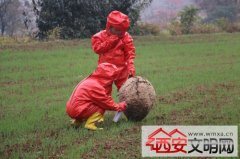 临潼区林业工作站成功摘除胡蜂蜂巢