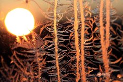 美爆了！摄影师拍黑河居民家中绝美窗花(1)