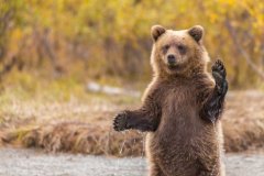 美摄影师拍到小熊“挥手”照：双腿直立 举爪摇晃(图)