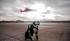 机场牧羊犬戴滑雪镜赶鸟成＂网红＂ 美女竞相合影(图)（10）