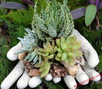 手型混凝土花盆的奇特景观 – 本网动态