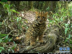 珍稀濒危物种云猫再现云南 神情呆萌可爱[图]