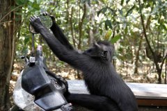 印尼臭美猴子撅屁股照镜子 呆萌可爱（图）