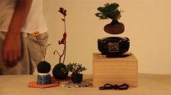  日本黑科技：空中盆景（Air Bonsai）