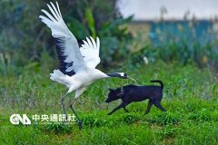 70年未见濒危鸟类栗斑腹鹀重现北京 全球不足千只