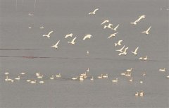数万只白天鹅“做客”石臼湖