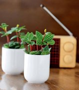 浓缩自然于方寸间 6款迷你盆栽DIY