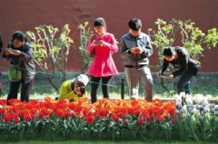 最大郁金香中山公园秀美姿(图)