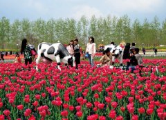 江苏大丰旅游打出“好玩”品牌注重生态建设