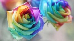 [社会] 情人节异色花走俏 蓝色妖姬多为＂染色＂