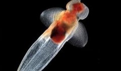 唯美梦幻！日本展出冰海精灵 被赞誉为“浮在半空中的天使”[图]