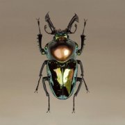 超越摄影境界的超现实风动物绘画