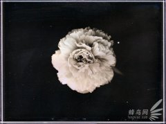 花样美男爱银版：穿过死之幽谷的彼岸花