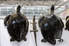 【组图】深海灵物玳瑁游来新疆盘点亚欧博览会上的新奇特I