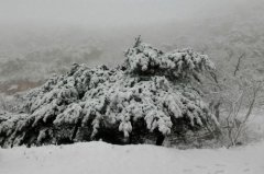 青岛现罕见春雪 引摄影爱好者前来观赏