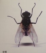 苍蝇飞过 77岁老人一眼就知啥种类