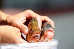 切蛋鱼侵入巴黎河道引恐慌 盘点可爱动物伤人事件（组图）