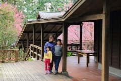 災後重生更美！粉嫩櫻花點綴超夢幻 南投內湖森林國小