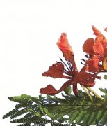 阳春三月 带她去海南看“花花世界”