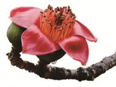 阳春三月 带她去看“花花世界”(组图)