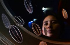 日本现会发光的彩虹水母：晶莹梦幻似深海精灵