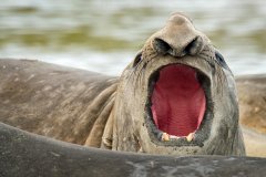 象海豹放声歌唱神似人类滑稽可爱（组图）