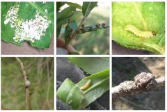 我区林业有害生物及昆虫普查取得阶段性成果