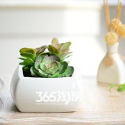 【滨湖东方汇】春天礼物盆栽DIY缤纷上演