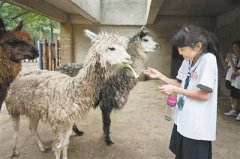 人与环境疏离 “自然教育”复苏(2)