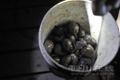 成都“荷塘月色”孩子捡福寿螺成乐趣 专家称螺体内寄生虫多