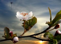 各地清明不同饮食风俗