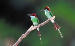 跟着鸟儿去旅行(组图)