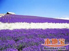 北京紫海香堤艺术庄园旅游指南 北京的普罗旺斯