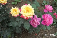 切花月季是什么？切花月季和庭院月季的区别