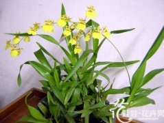 文心兰的养殖方法