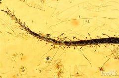 六种最不可思议的琥珀标本：千万年前的时光剪影