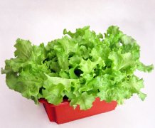 吉林前郭：“盆栽微菜”带动村民致富 人均增收19000元