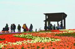 又是一年春天到 周末成都周边赏花看过来(组图)