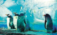 图文：天津市中北冰雕乐园内可爱企鹅集体换毛