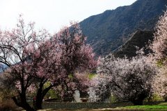 春花百媚舞春风【赏花】