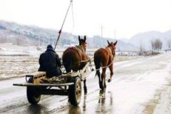 那些拉车的马(图)