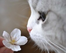 自制小人作品图片大全╭★手工制作