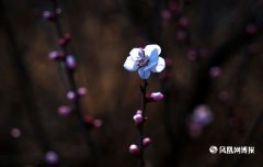 一枝红杏报春来